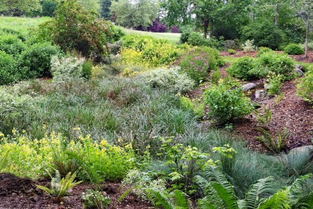 The textures and colors of the summer rain garden