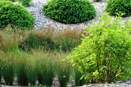 rain garden