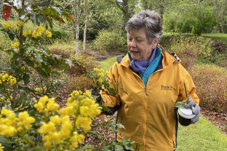 VP Mary Booth in garden discussing plant with large yellow blossoms.