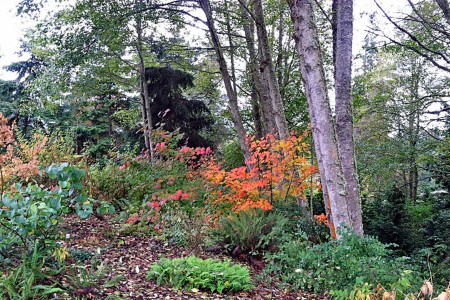 Vine maple fall foliage 