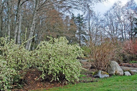 Ribes sanguineum 'White Icicle' (flowering currant)