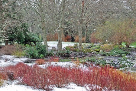 Cornus sericea in the snow