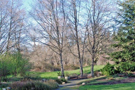 A winter day in the Buck Lake Native Plant Garden