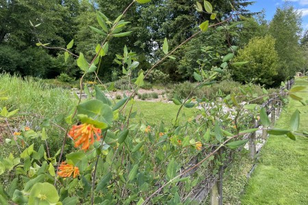 Western trumpet honeysuckle blooms in June next to the garden fence