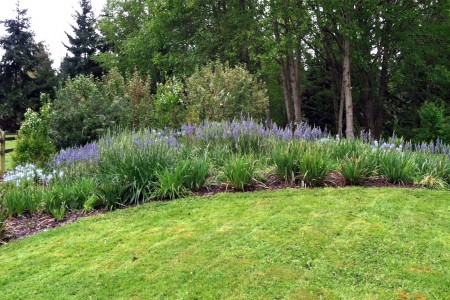 Buck Lake Native Plant Garden Camas Meadow