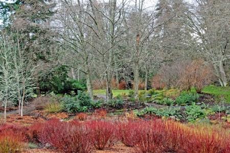 Red-twig Dogwood in the rain garden