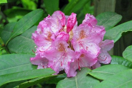 Pacific rhododendron