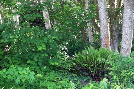 Shrubs and tree trunkcs.