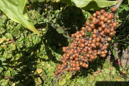 Solomon's seal