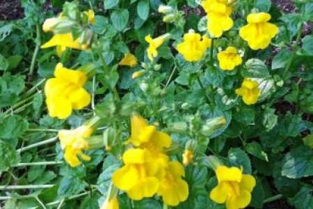 Yellow monkeyflower