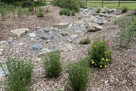 New plantings in the swale: yarrow