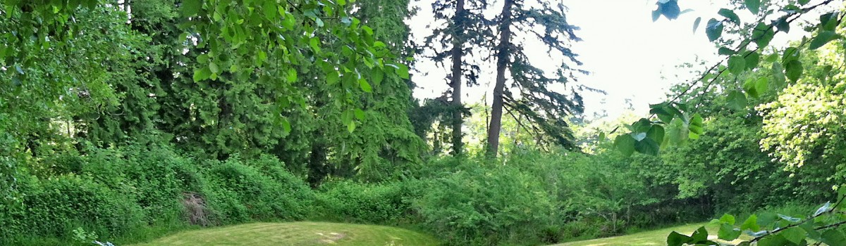 A natural hedgerow with native and non-native plants