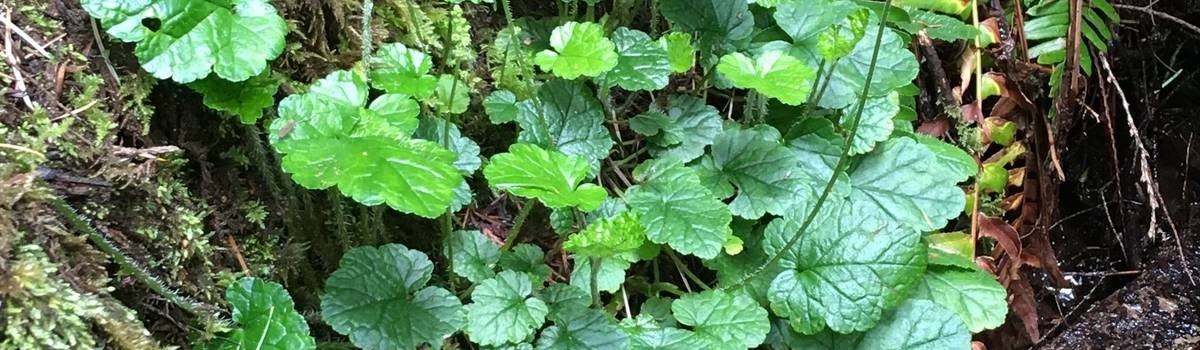 <em>Mitella breweri</em>