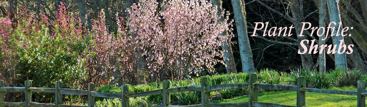 Buck Lake Native Plant Garden