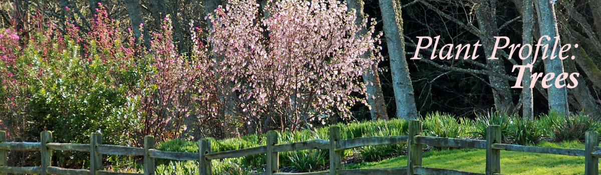 Buck Lake Native Plant Garden