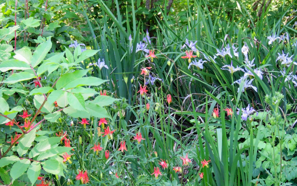 Summer blooms of columbine mingle with Douglas iris 