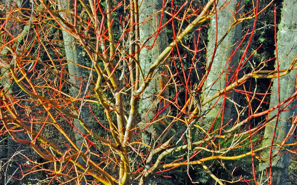 Vine maple in winter