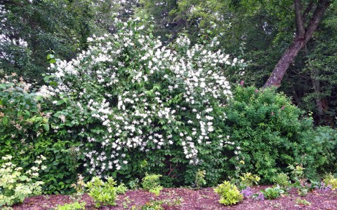 Hedgerow with mock orange in Buck Lake Native Plant Garden Hedgerow with mock orange in Buck Lake Native Plant Garden