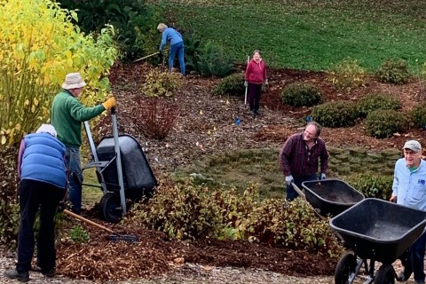 A group of gardeners moving mulch in wheelbarrows to garden beds.
