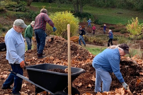 Workers shoveling compost into wheelbarrows.