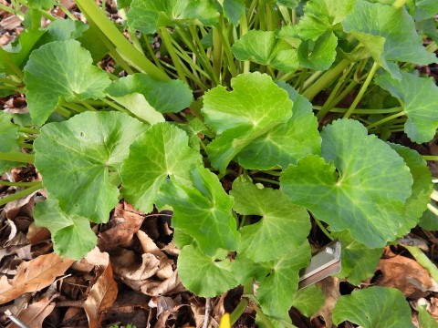 Marsh marigold (Caltha palustris) Marsh marigold (Caltha palustris)