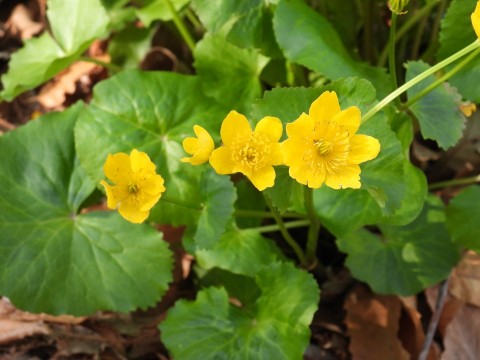 Marsh marigold (Caltha palustris) Marsh marigold (Caltha palustris)