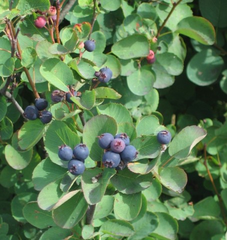 3 - Amelanchier alnifolia (serviceberry) Amelanchier alnifolia (serviceberry)