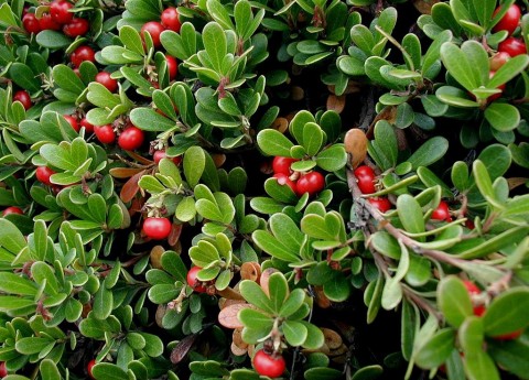 1 - Arctostaphyllos uva-ursi (kinnikinnick) Arctostaphyllos uva-ursi (kinnikinnick)