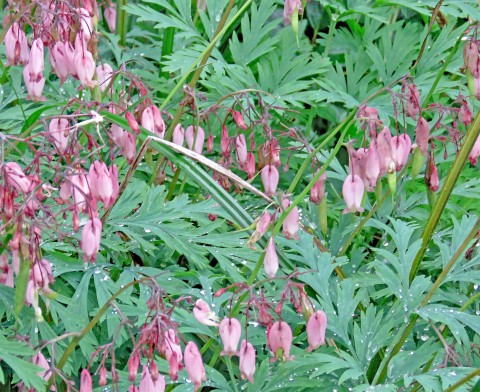2 - Dicentra formosa (Pacific bleeding heart) Dicentra formosa (Pacific bleeding heart)