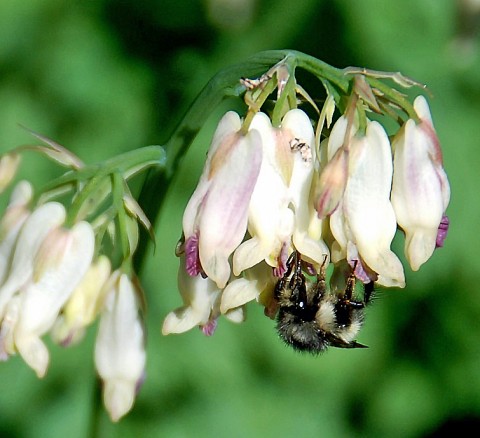 1 - Dicentra formosa (Pacific bleeding heart) Dicentra formosa (Pacific bleeding heart)