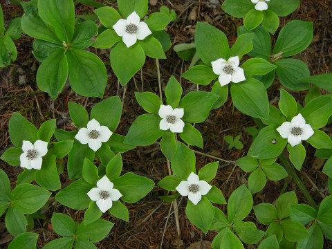 1 - Cornus canadensis (bunchberry) Cornus canadensis (bunchberry)