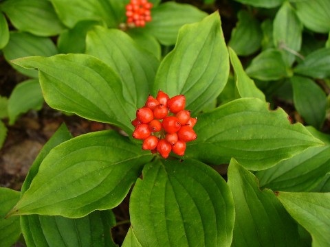 2 - Cornus canadensis (bunchberry) Cornus canadensis (bunchberry)