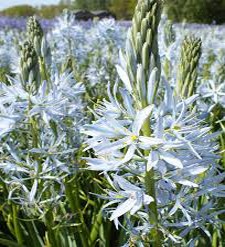 Camassia leichtlinii 'Blue Heaven' Camassia leichtlinii 'Blue Heaven'