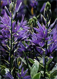 Camassia leichtlinii cearulea Camassia leichtlinii cearulea