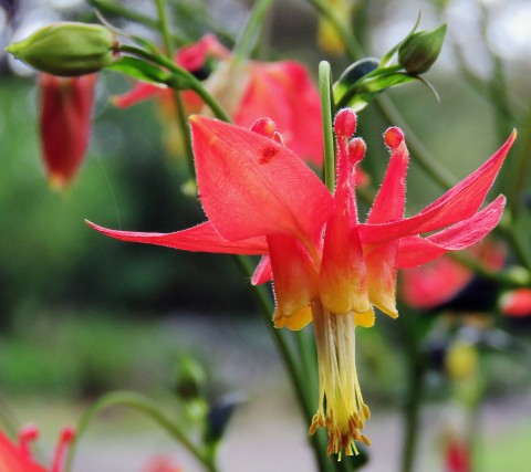 Aquilegia formosa (Western columbine) Aquilegia formosa (Western columbine)