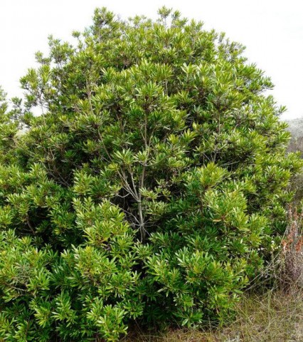 Myrica californica (California wax myrtle or Pacific wax myrtle) Myrica californica (California wax myrtle or Pacific wax myrtle)