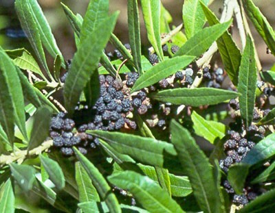 Myrica californica (California wax myrtle or Pacific wax myrtle) Myrica californica (California wax myrtle or Pacific wax myrtle)