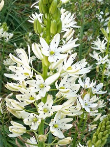 Camassia leichtlinii alba Camassia leichtlinii alba
