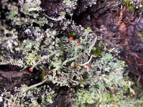 British soldiers (<em>Cladonia transcendens</em>) British soldiers (<em>Cladonia transcendens</em>)