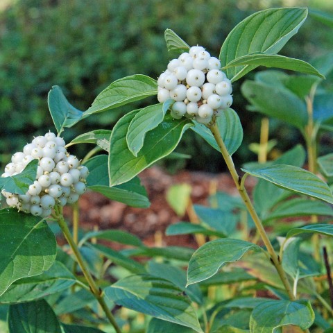 Cornus sericea (red-twig dogwood) berries Cornus sericea (red-twig dogwood) berries