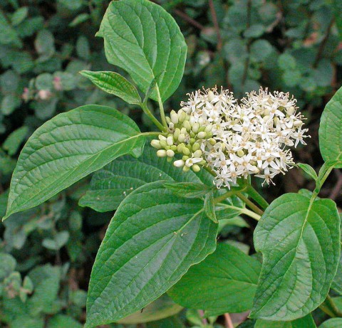 Cornus sericea (red-twig dogwood) flower Cornus sericea (red-twigged dogwood) flower