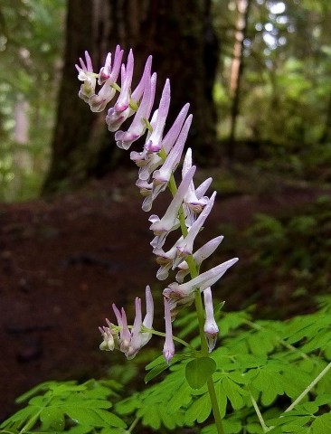 Corydalis scouleri (Scouler's corydalis) Corydalis scouleri (Scouler's corydalis)