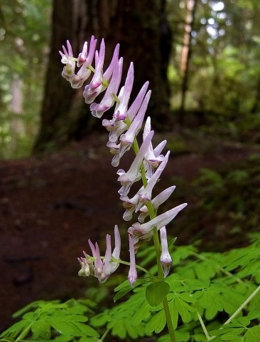 Corydalis scouleri (Scouler's corydalis)