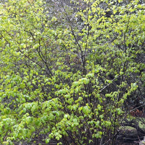 Corylus cornuta   (Hazelnut)