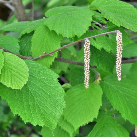 1 - Corylus cornuta (Hazelnut)) Corylus cornuta (Hazelnut)