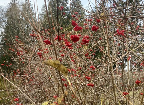 1 - HIghbush cranberry in winter