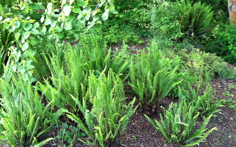 Blechnum spicant (deer fern) Blechnum spicant (deer fern).