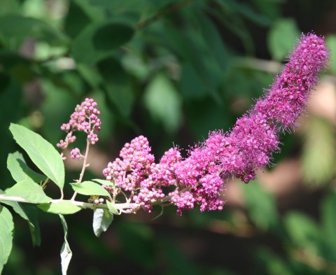 Spirea douglasii  (Douglas spirea or hardhack)