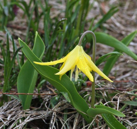 Erythronium grandiflora (yellow fawn lily) Erythronium grandiflora (yellow fawn lily)