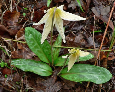 Erythronium oregonum (white fawn lily)